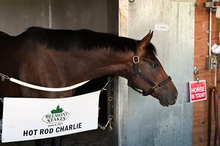 Hot Rod Charlie the morning after finishing second in the Belmont Stakes at Belmont Park