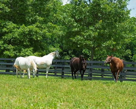 Mares in 2021 at Jonabell Farm