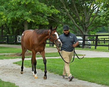 Dancing Afleet - Horse Profile - BloodHorse