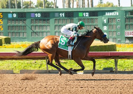 Gamine wins the 2021 Great Lady M Stakes at Los Alamitos Race Course