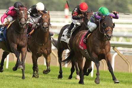 Avie S Flatter Horse Profile Bloodhorse