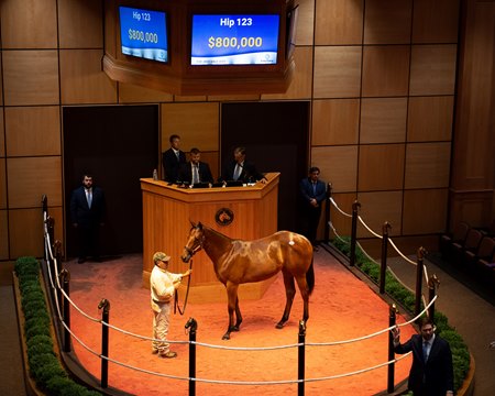The Into Mischief filly consigned as Hip 123 in the ring at The July Sale