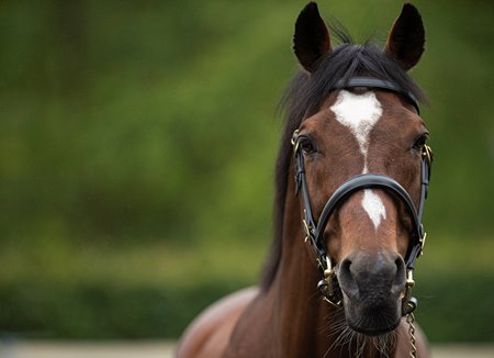 Galileo in 2019 at Coolmore Stud