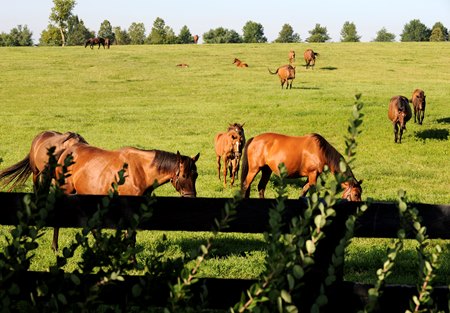 Mares