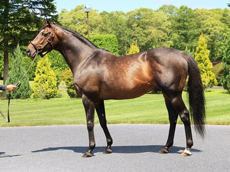 Grade 1 winner Epiphaneia is a half brother to two other Japanese top-level winners