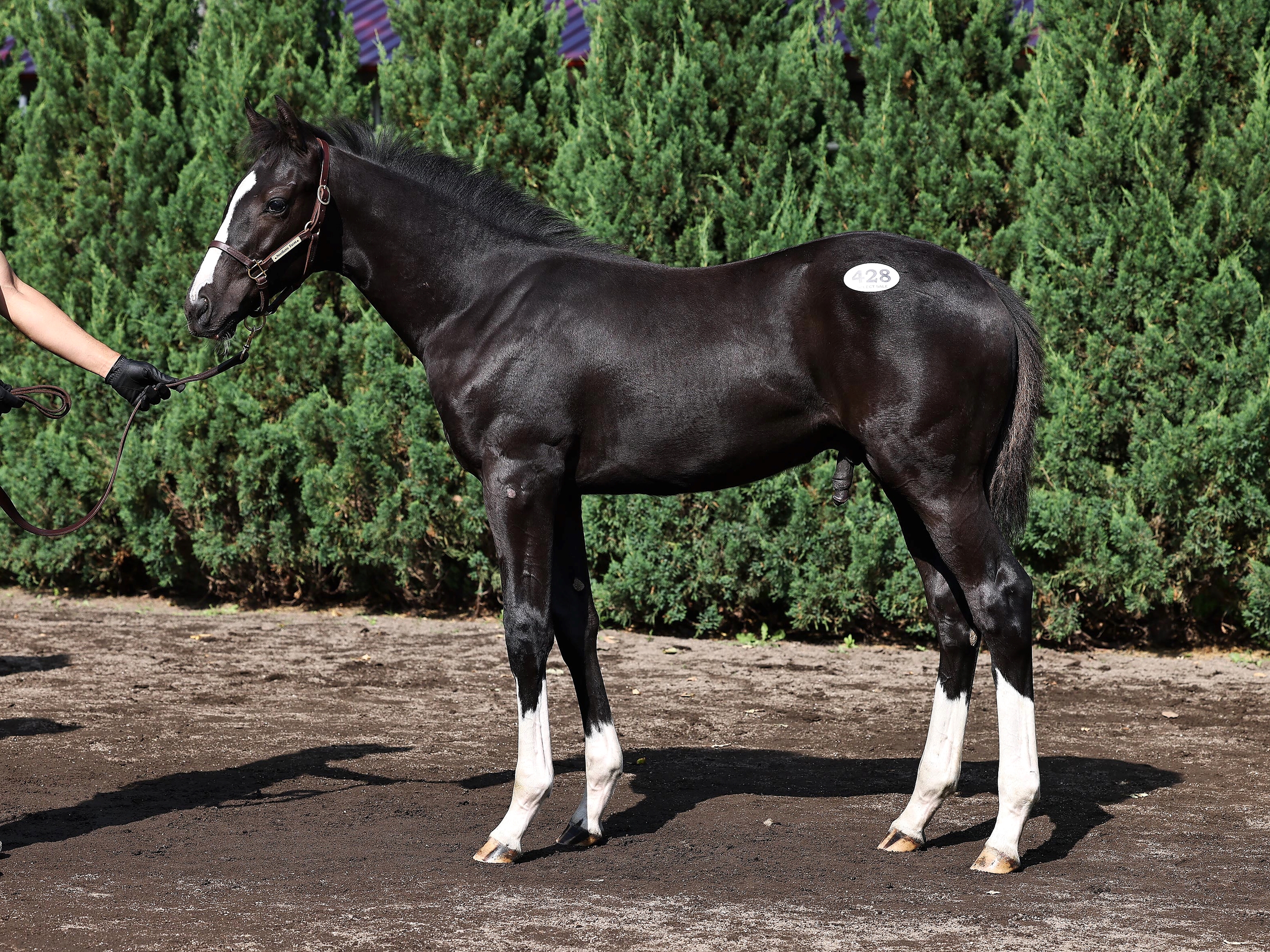 Legacies of the Turf: A Century of Great Thoroughbred