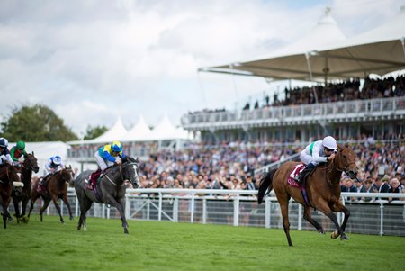 Suesa wins King George Stakes at Goodwood Racecourse