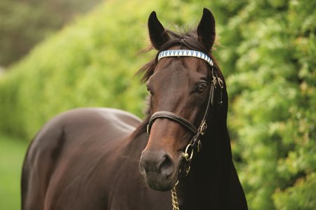 Bernardini