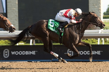 Lorena Horse Profile Bloodhorse