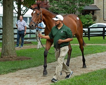 Waltzing Matilda (ire) - Horse Profile - Bloodhorse