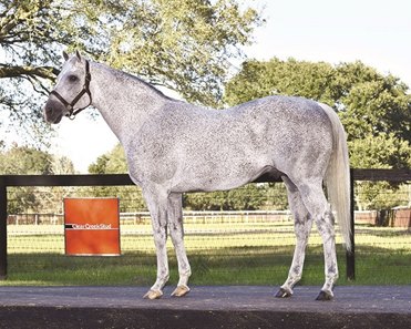 Half Ours at Clear Creek Stud