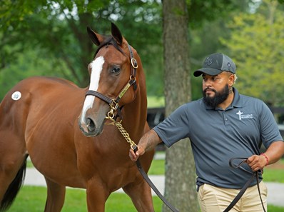 Ransom the Moon - Horse Profile - BloodHorse