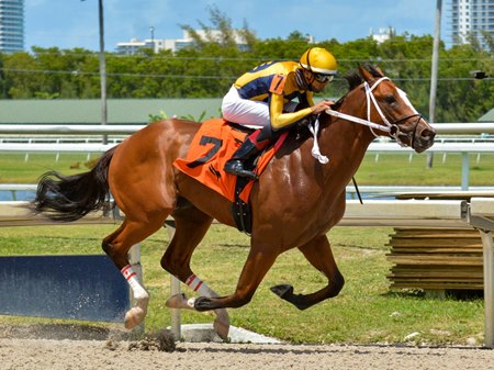 Hope in Him wins his debut at Gulfstream Park