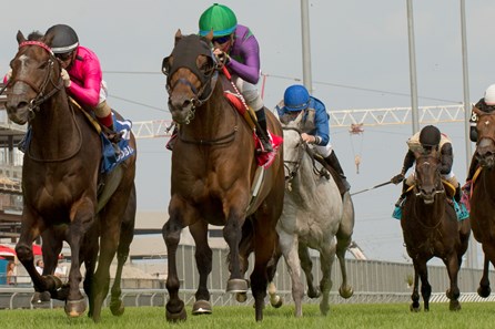 Avie's Flatter - Horse Profile - BloodHorse