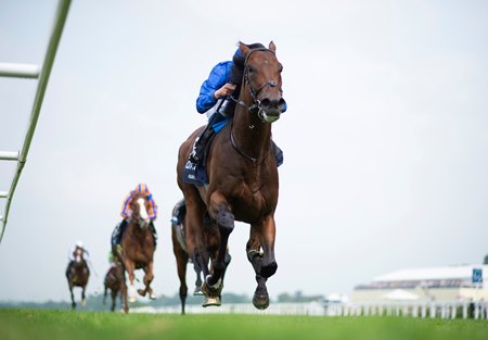 Derby Victor Adayar Will Head Straight To Arc Bloodhorse