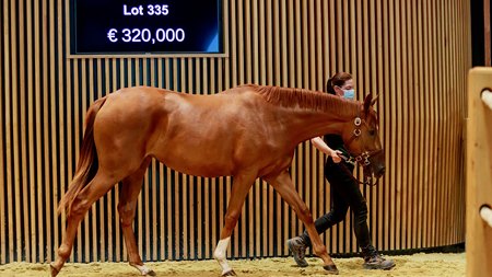 The New Bay filly consigned as Lot 335 in the ring at the Arqana August Sale