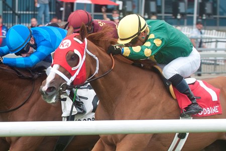 Amalfi Coast Rallies To Royal North Score At Woodbine Bloodhorse