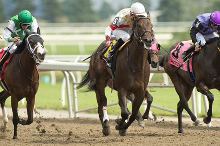 Lorena Horse Profile Bloodhorse