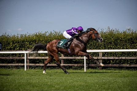Lady Eli Horse Profile Bloodhorse