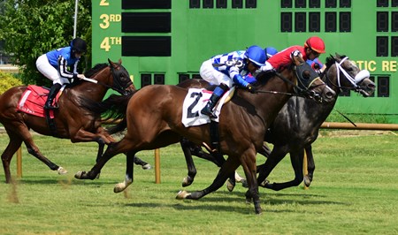 Serena's Cat - Horse Profile - BloodHorse