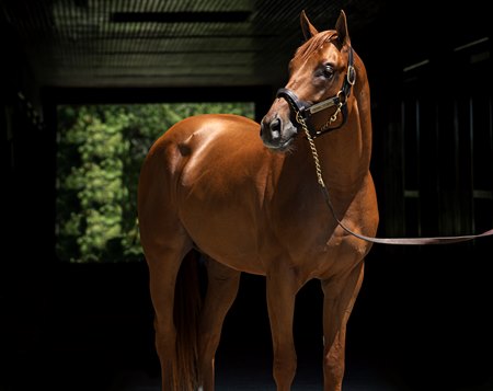 Known Agenda at Spendthrift Farm