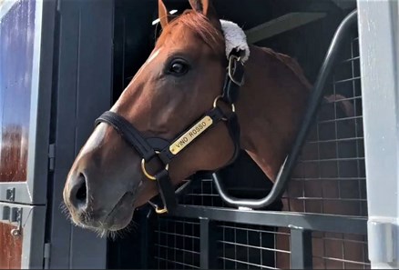 Vino Rosso - Horse Profile - BloodHorse