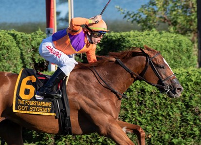 Got Stormy Horse Profile Bloodhorse