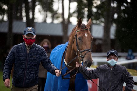 Breeders' Cup Winner Tarnawa to Visit Frankel - BloodHorse