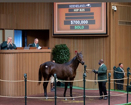 The Nyquist colt consigned as Hip 825 in the ring at the Keeneland September Sale