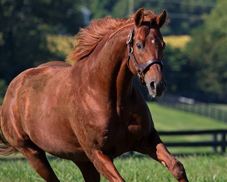 Gun Runner at Three Chimneys