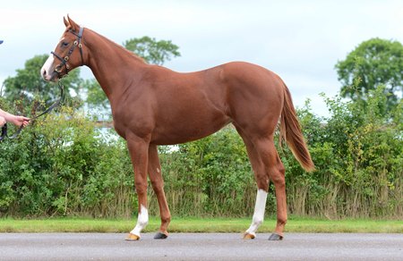 The Exceed And Excel filly consigned as Lot 451 to the Tattersalls Ireland September Sale