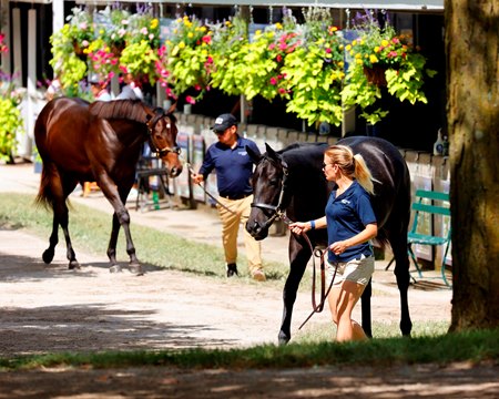 Yearlings out for show at the Keeneland September Sale
