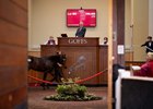 Auctioneer Henry Beeby at Goffs UK in Doncaster during their 2 day sales 2.9.20 Pic: Edward Whitaker