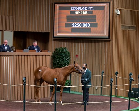 The session-topping Army Mule filly consigned as Hip 3158 in the ring at the Keeneland September Sale