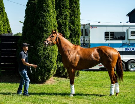 Monomoy Girl arrives Sept. 27 at Spendthrift Farm