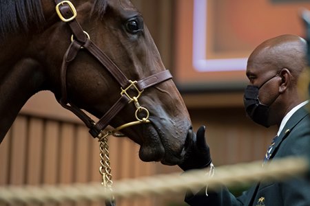 A ringman shows a yearling at the Keeneland September Sale