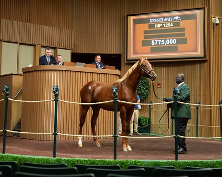 The Gun Runner colt consigned as Hip 1254 in the ring at the Keeneland September Sale