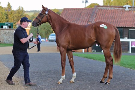 The No Nay Never colt consigned as Lot 217 at the Tattersalls Ireland September Sale