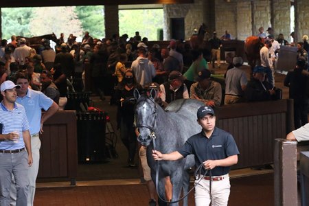Horses on display in the back walking ring at the Keeneland September Sale