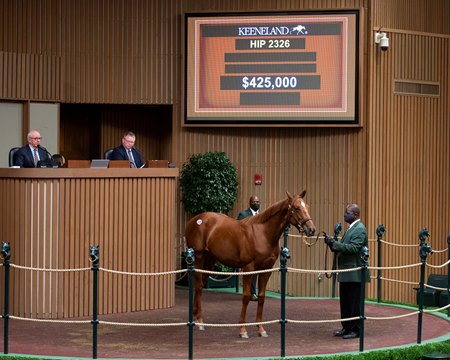 The Good Magic colt consigned as Hip 2326 in the ring at the Keeneland September Sale