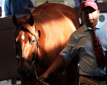 A horse offered by leading consignor Taylor Made Sales heads to the ring at the Keeneland September Sale