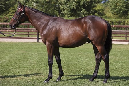 Godolphin Lands Sale-Topping Frankel Colt at BBAG - BloodHorse