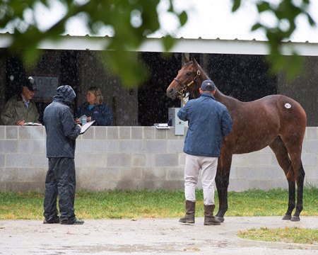 A yearling is inspected at the September Yearling Sale at Keeneland