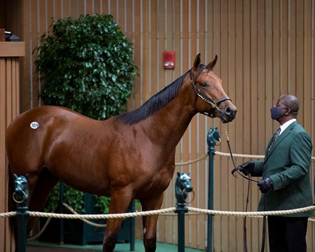 The colt consigned as Hip 1079 in the ring at the Keeneland September Sale