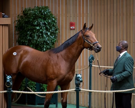 750k practical joke pinhook sets record for sire bloodhorse