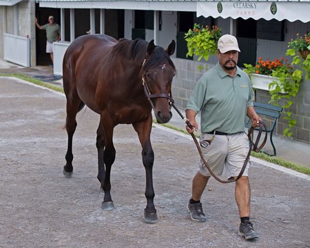 The Quality Road colt consigned as Hip 25 at the Keeneland September Sale