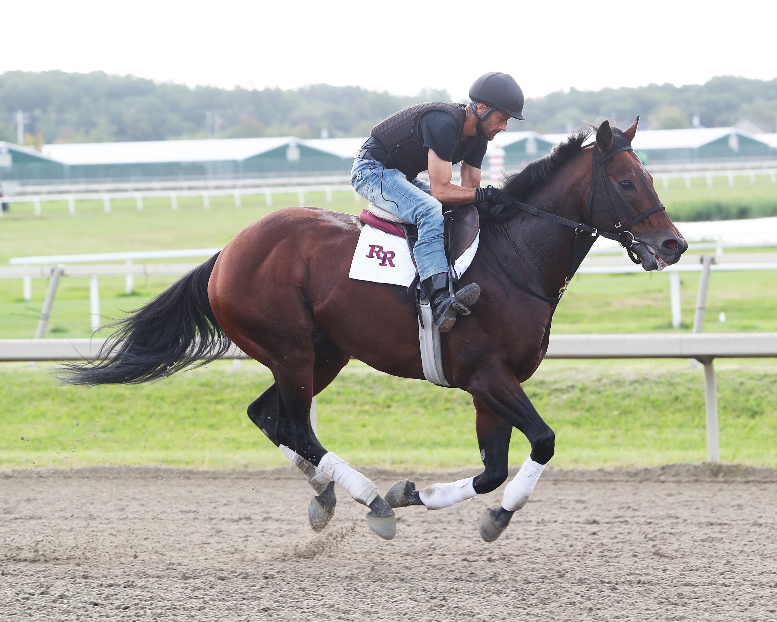 Smooth B - Horse Profile - BloodHorse