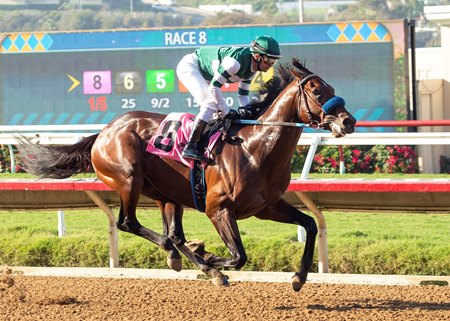 Flightline Soars In Del Mar Return Bloodhorse