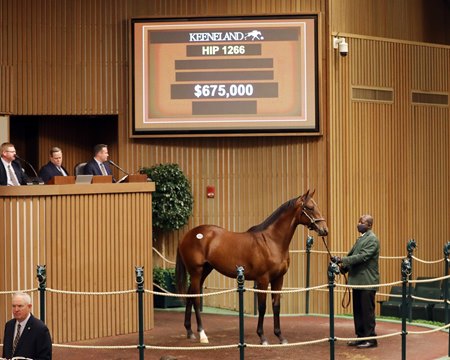 The Gun Runner colt consigned as Hip 1266 in the ring at the Keeneland September Sale.