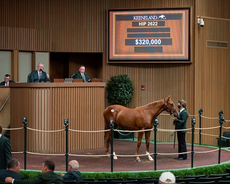 The Collected filly consigned as Hip 2622 in the ring at the Keeneland September Sale